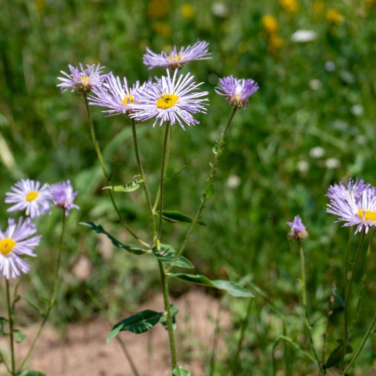 Aster - Aster ageratus 'Eleven Purple'