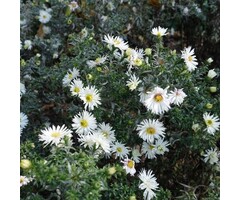 Aster - Aster ageratus 'Starshine'