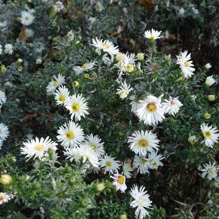 Aster - Aster ageratus 'Starshine'