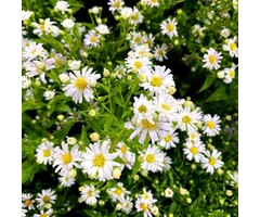 Aster - Aster ageratus 'Ashvi'