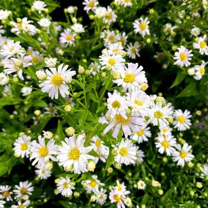 Aster - Aster ageratus 'Ashvi'