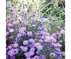 Aster - Aster 'Treffpunkt'
