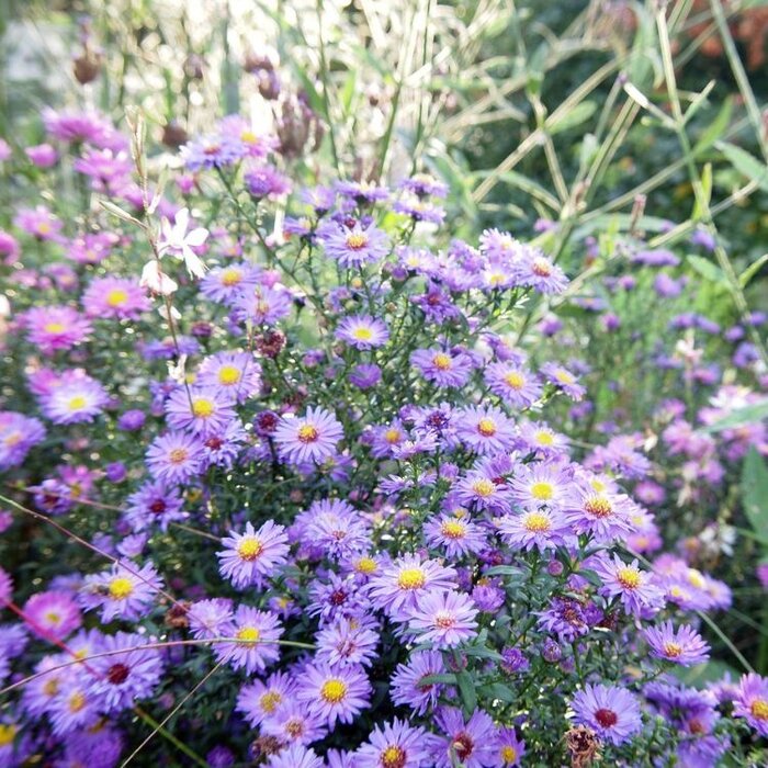 Aster - Aster 'Treffpunkt'