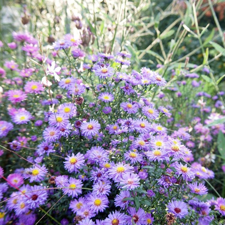 Aster - Aster 'Treffpunkt'