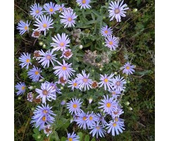 Aster - Aster thomsonii