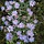 Aster - Aster thomsonii