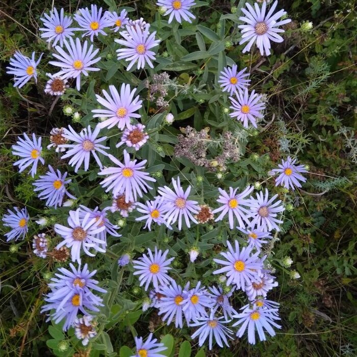 Aster - Aster thomsonii