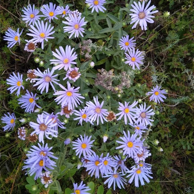 Aster - Aster thomsonii