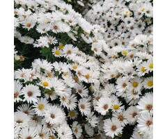 Aster - Aster n.-b. 'White Ladies'