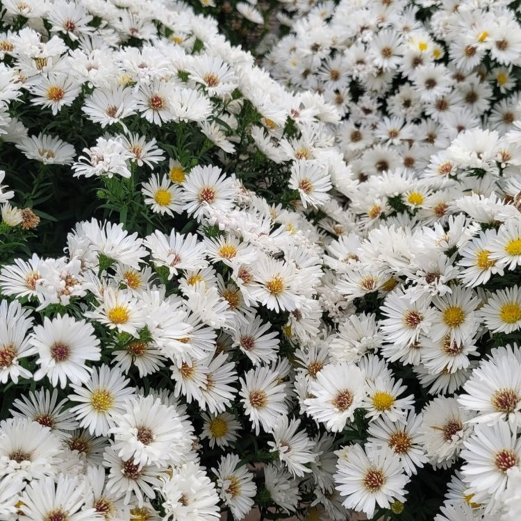Aster - Aster n.-b. 'White Ladies'