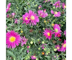 Aster - Aster n.-b. 'Royal Ruby'