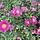 Aster - Aster n.-b. 'Royal Ruby'