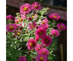 Aster - Aster n.-a. 'And. an Alma Potschke'