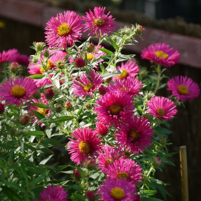 Aster - Aster n.-a. 'And. an Alma Potschke'