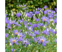 Aster - Aster macrophyllus 'Twilight'