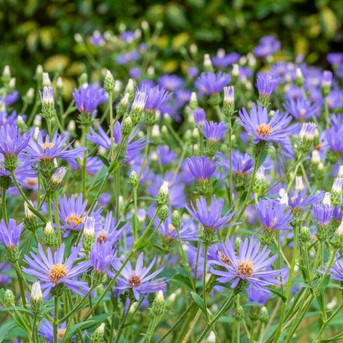 Aster - Aster macrophyllus 'Twilight'