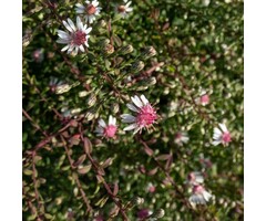 Aster - Aster lateriflorus 'Horizontalis'