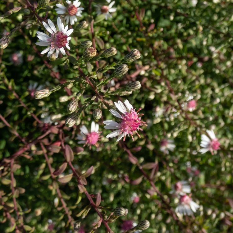 Aster - Aster lateriflorus 'Horizontalis'