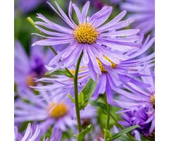 Aster - Aster frikartii 'Monch'
