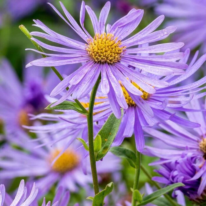 Aster - Aster frikartii 'Monch'