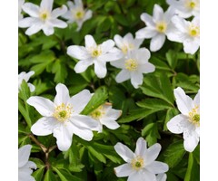 Bosanemoon - Anemone nemorosa