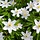 Bosanemoon - Anemone nemorosa