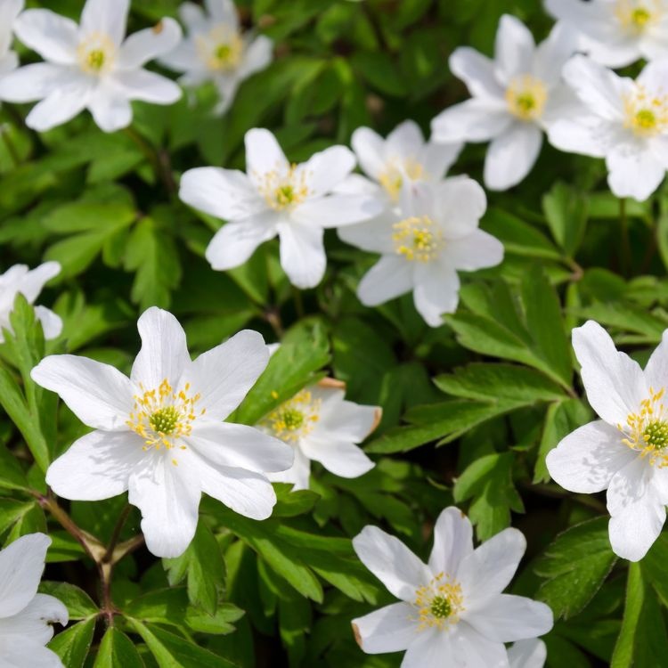 Bosanemoon - Anemone nemorosa