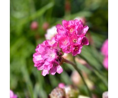 Engels gras - Armeria maritima 'Rosea'