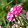 Engels gras - Armeria maritima 'Rosea'