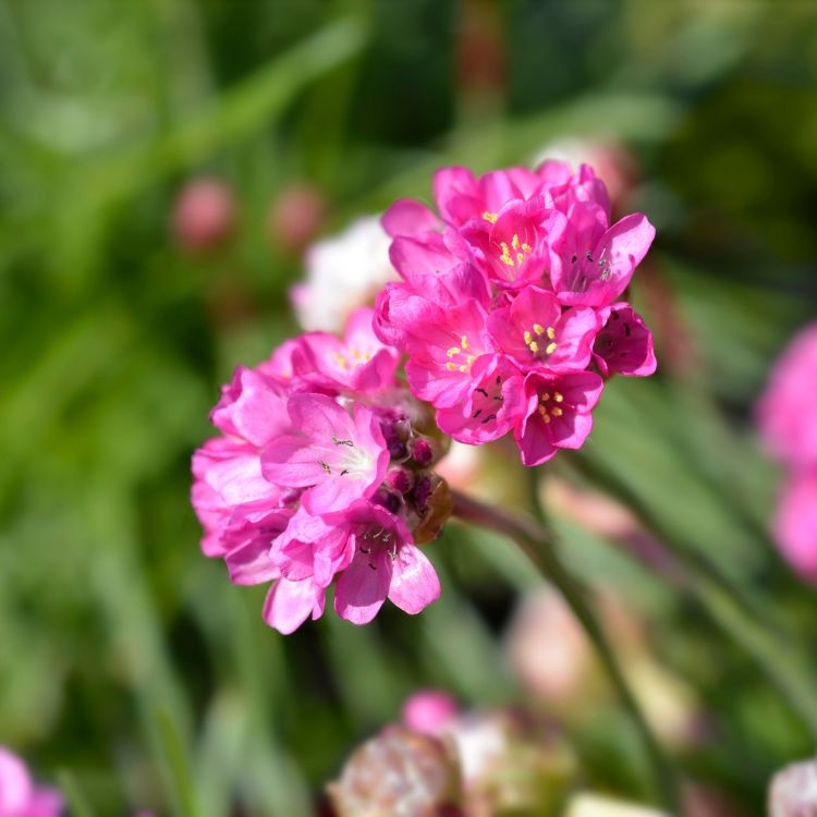Engels gras - Armeria maritima 'Rosea'