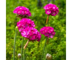 Engels gras - Armeria maritima 'Splendens Perfecta'