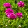 Engels gras - Armeria maritima 'Splendens Perfecta'
