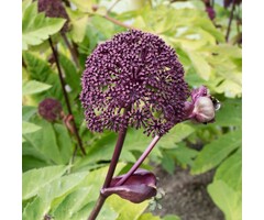 Engelwortel - Angelica gigas