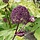 Engelwortel - Angelica gigas