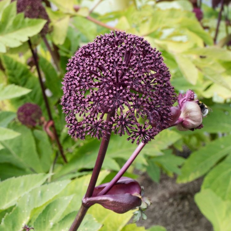 Engelwortel - Angelica gigas
