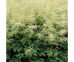 Geitenbaard - Aruncus dioicus 'Kneiffii'