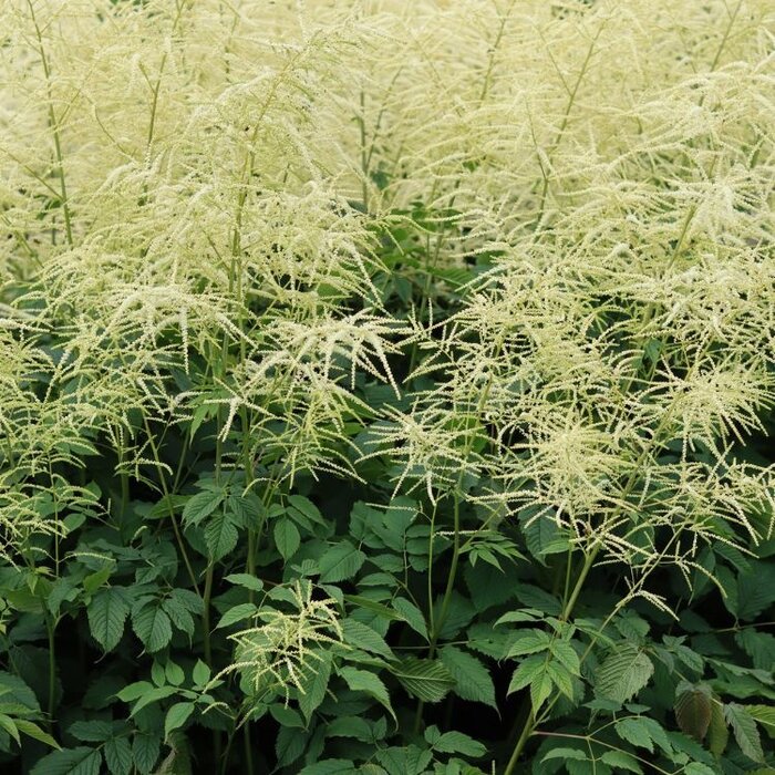 Geitenbaard - Aruncus dioicus 'Kneiffii'