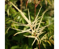 Geitenbaard - Aruncus sylv. 'Horatio'