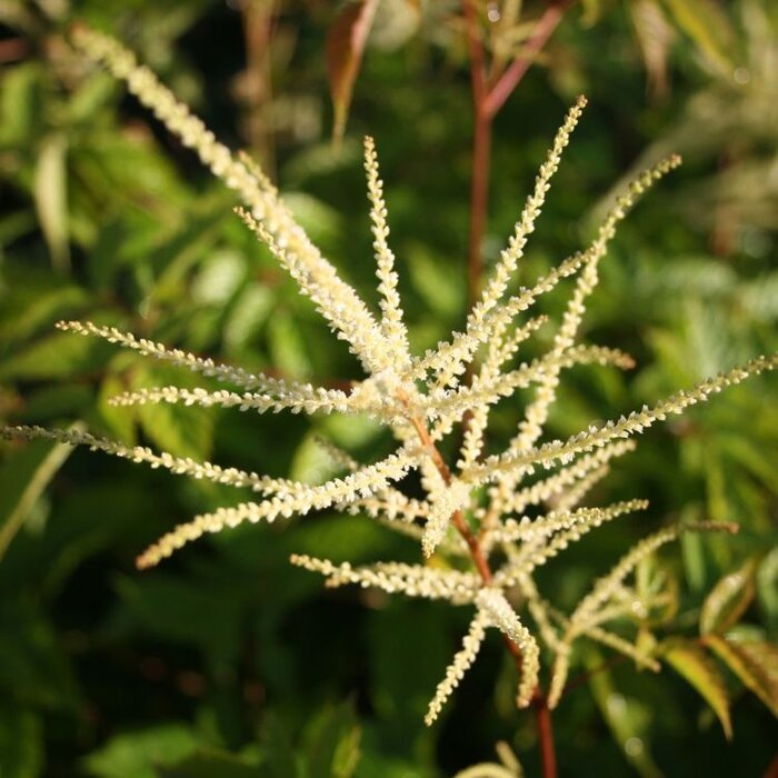 Geitenbaard - Aruncus sylv. 'Horatio'