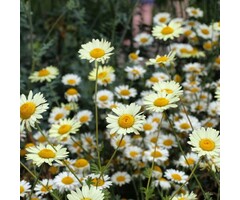 Gele kamille - Anthemis hybride 'Susanna Mitchel'