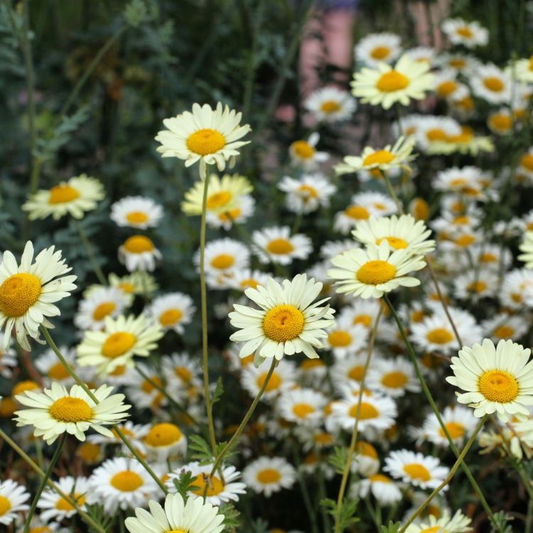 Gele kamille - Anthemis hybride 'Susanna Mitchel'