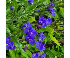 Ossetong - Anchusa azurea 'Loddon Royalist'
