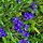 Ossetong - Anchusa azurea 'Loddon Royalist'