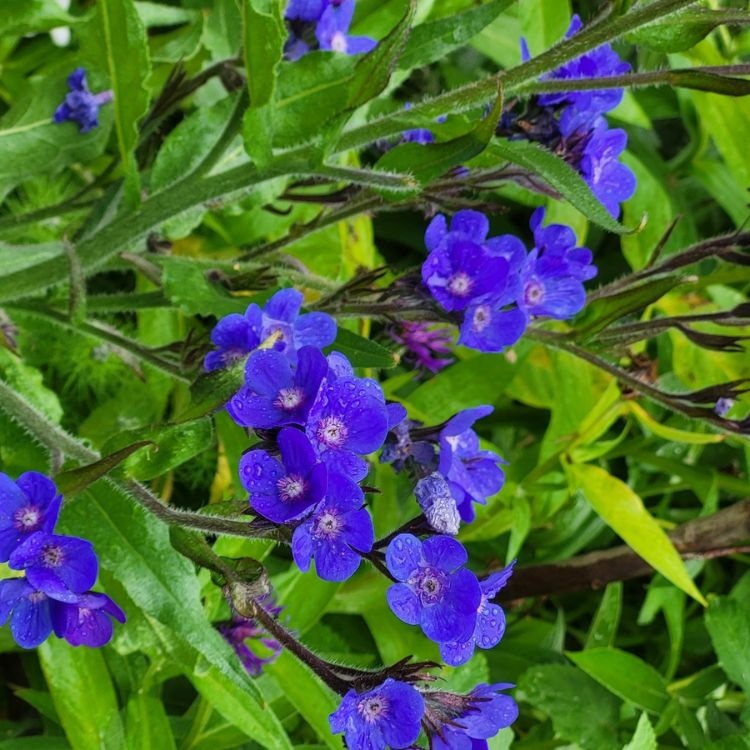 Ossetong - Anchusa azurea 'Loddon Royalist'