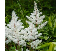 Spirea - Astilbe (A) 'Weisse Gloria'