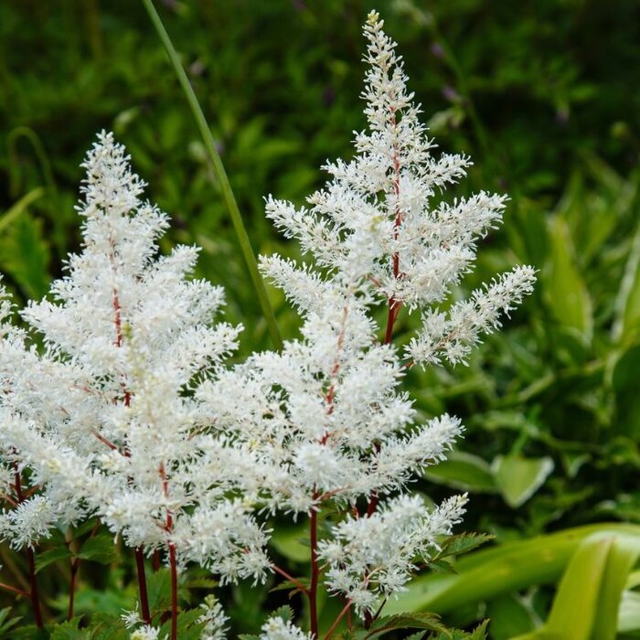 Spirea - Astilbe (A) 'Weisse Gloria'