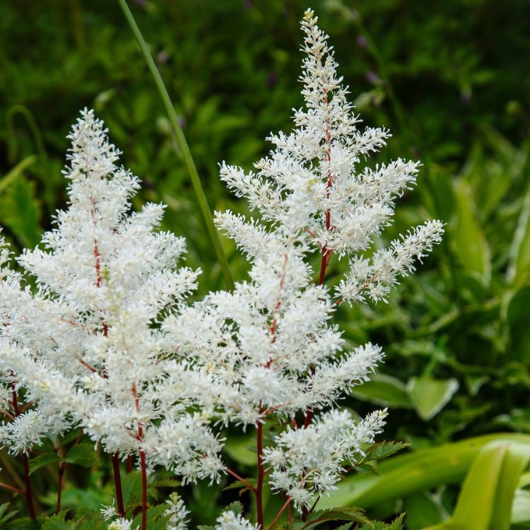 Spirea - Astilbe (A) 'Weisse Gloria'