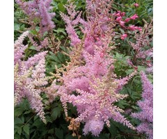 Spirea - Astilbe (C) 'Perkeo'