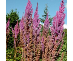 Spirea - Astilbe chinensis 'Purpurlanze'