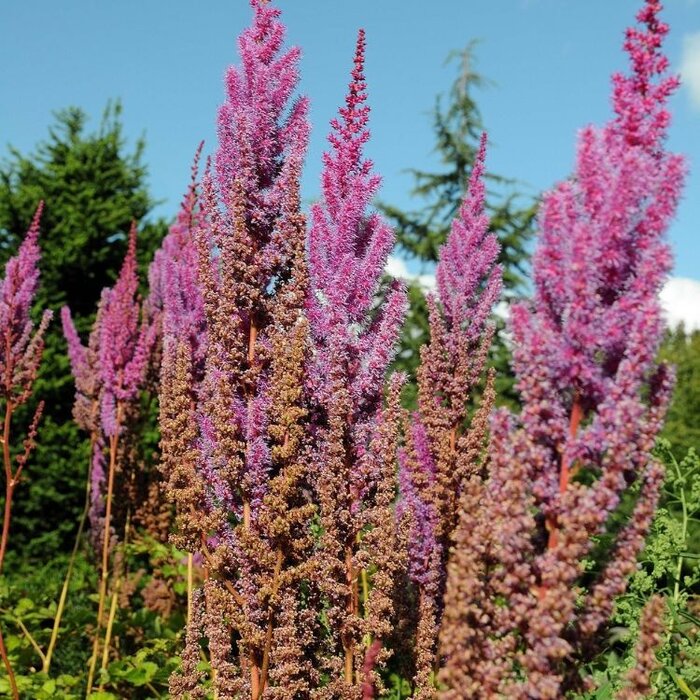 Spirea - Astilbe chinensis 'Purpurlanze'